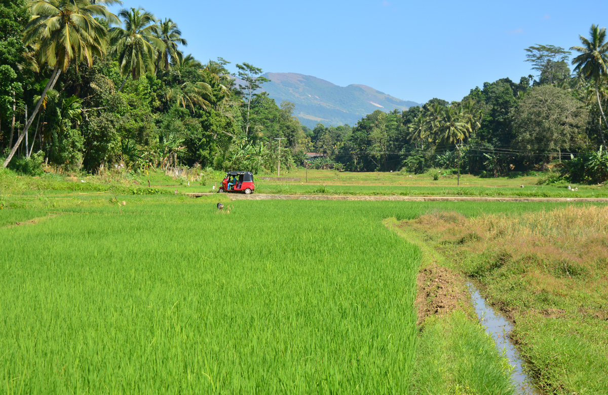 dia-22-kandy-04